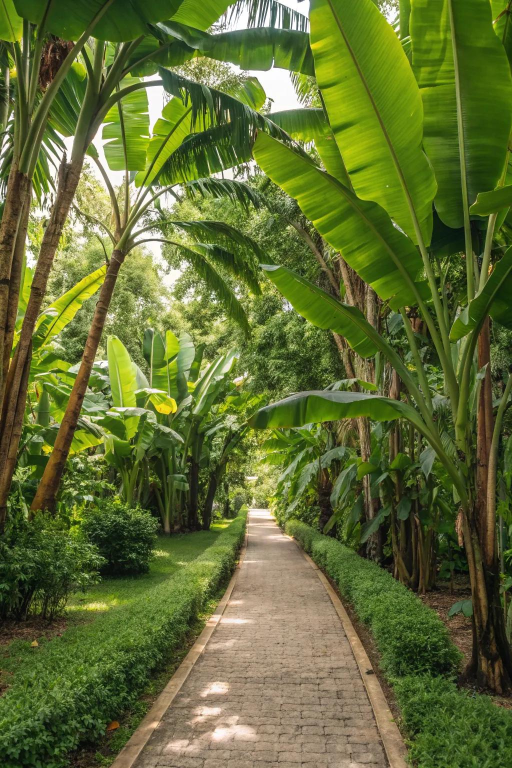 Construct an amazing entry with banana trees marking your garden trail.