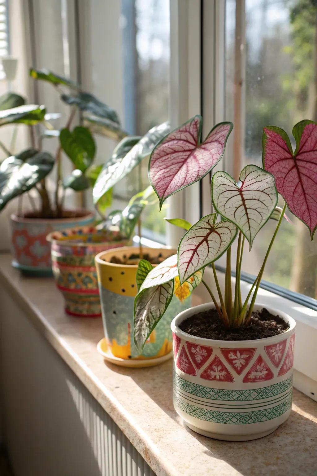 Kaleidoscope plants in colorful containers provide an energetic addition to any space.