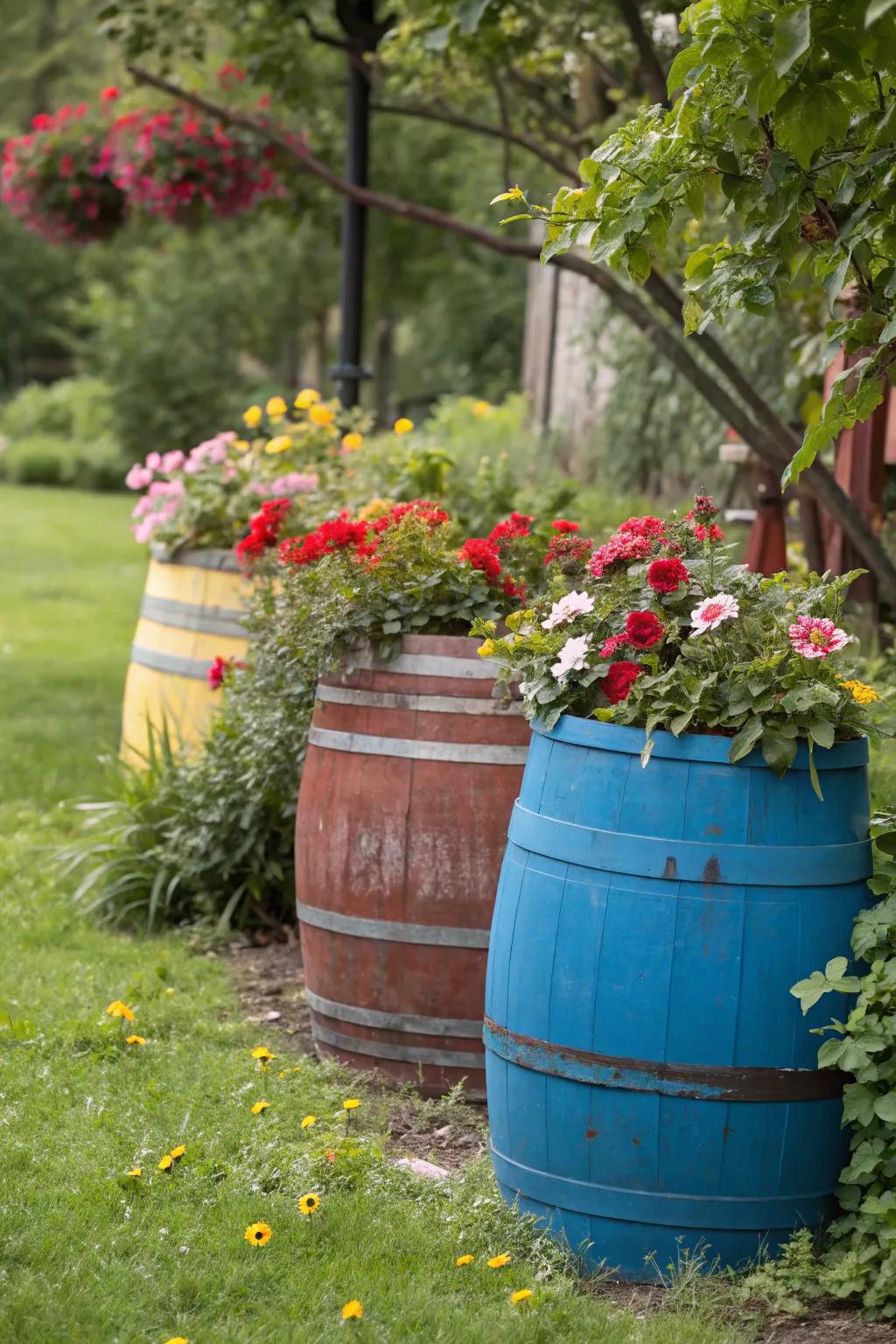 Painted barrels elegantly displaying garden plants
