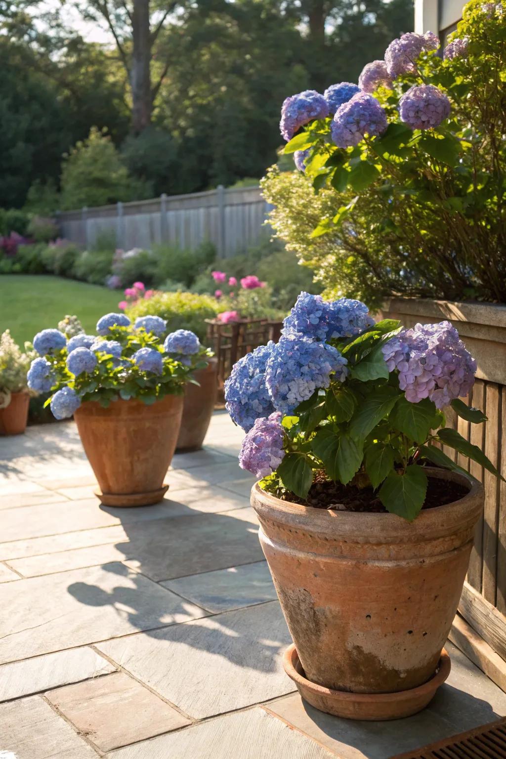 Terracotta pots adding a sense of rustic elegance to container-grown hydrangeas on a bright patio.
