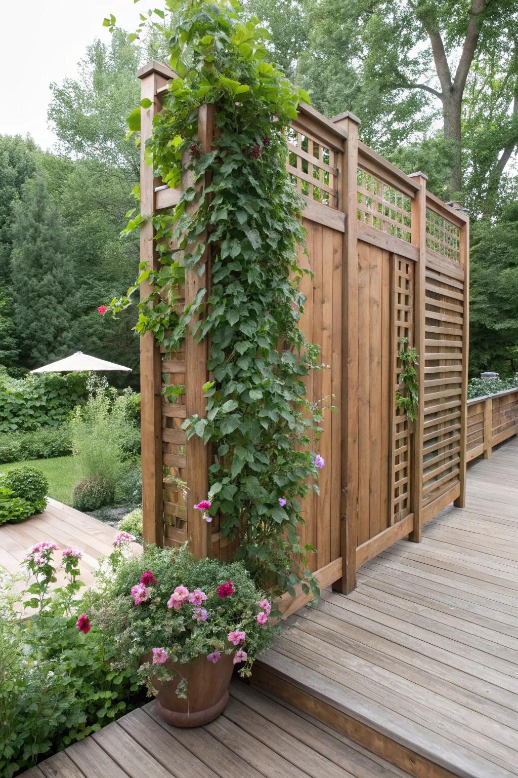 A timber seclusion panel decorated with luxuriant climbing flora.