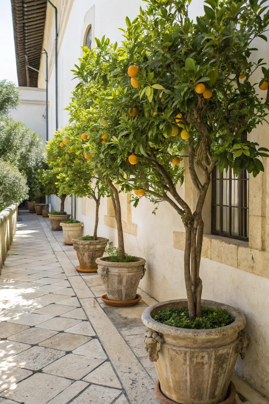 Citrus trees provide an energizing aroma and vibrant appearance to an Italian patio.