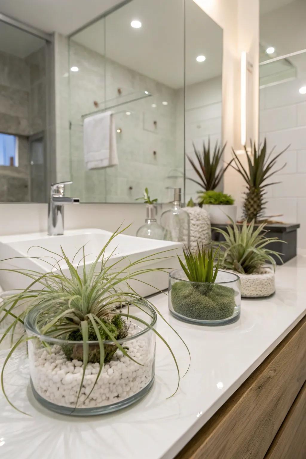 Sky flora in crystal vessels infuses a minimalist and chic ambiance into your area.