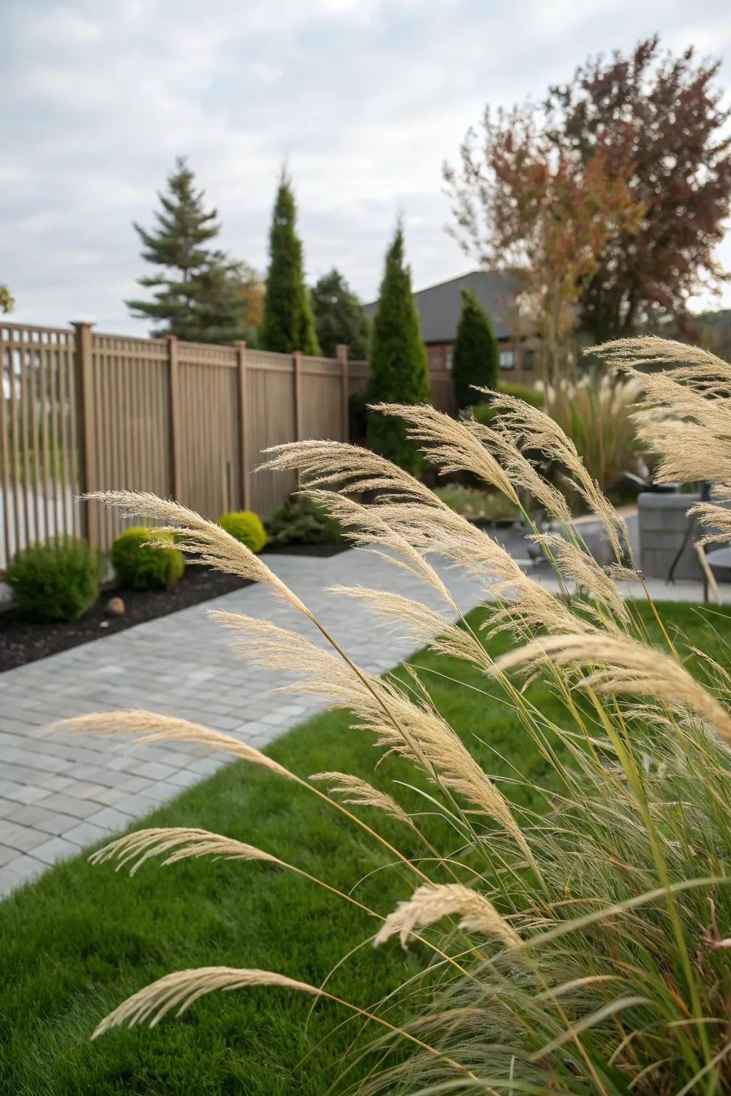 Ornamental grasses provide a soft and dynamic screen.