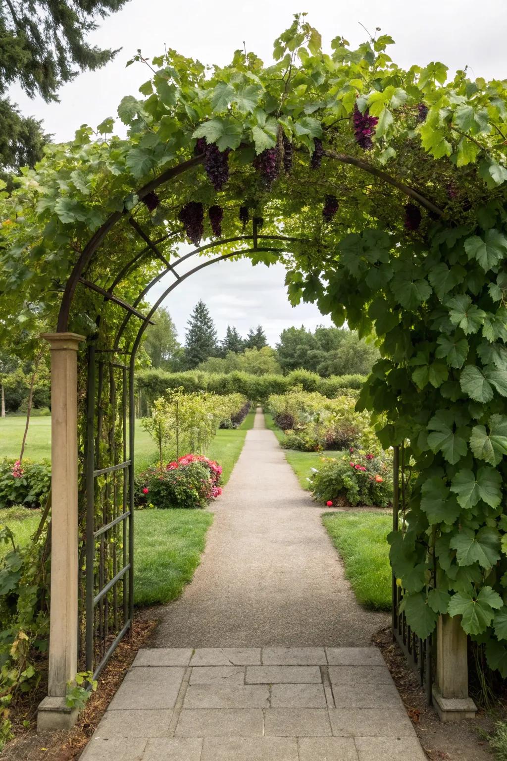 Invite visitors with a stunning grapevine arch.
