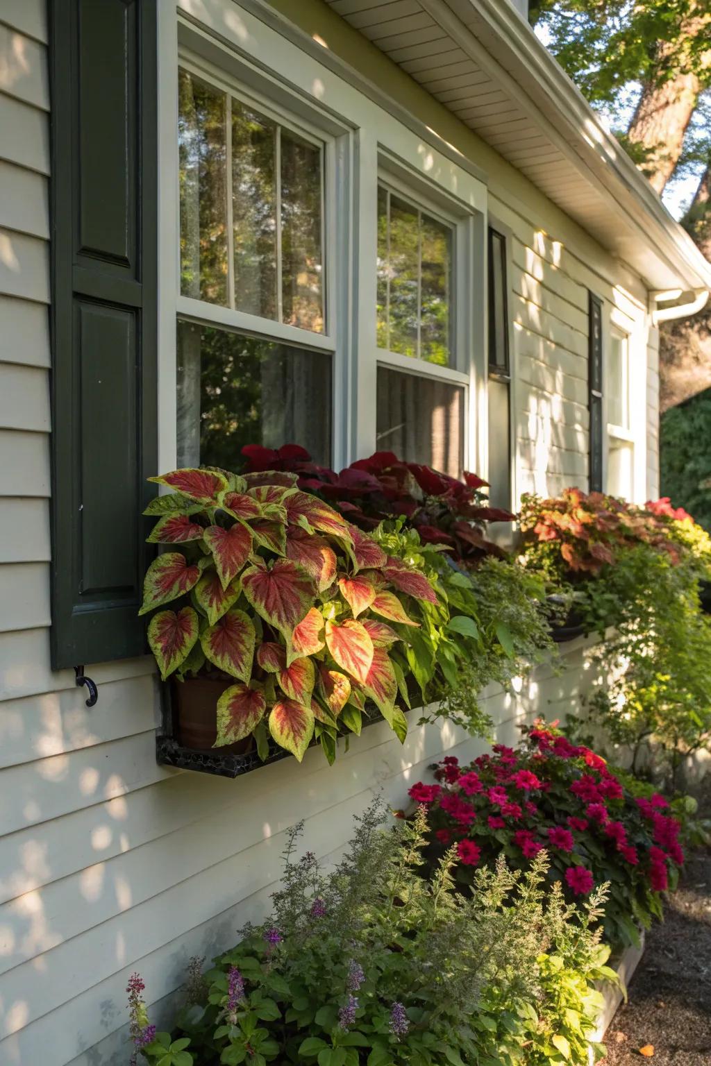 Illumination and shade enhance the rich colors of 'Spectrum Leaf' plants in window boxes.