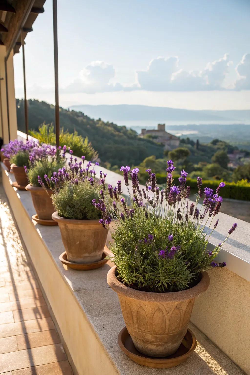 Purple Bud vegetation creating a soothing vibe on the deck.