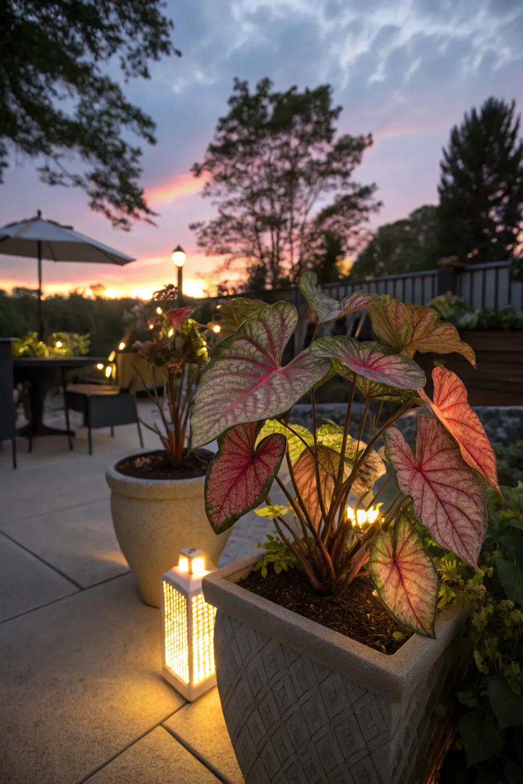 Illumination components enhance the allure of kaleidoscope plants during the evening.