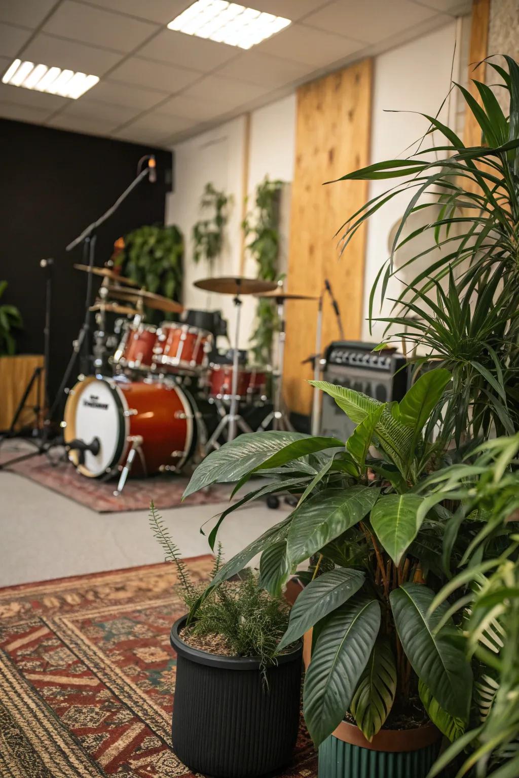 Indoor plants enhance your drum room's freshness.