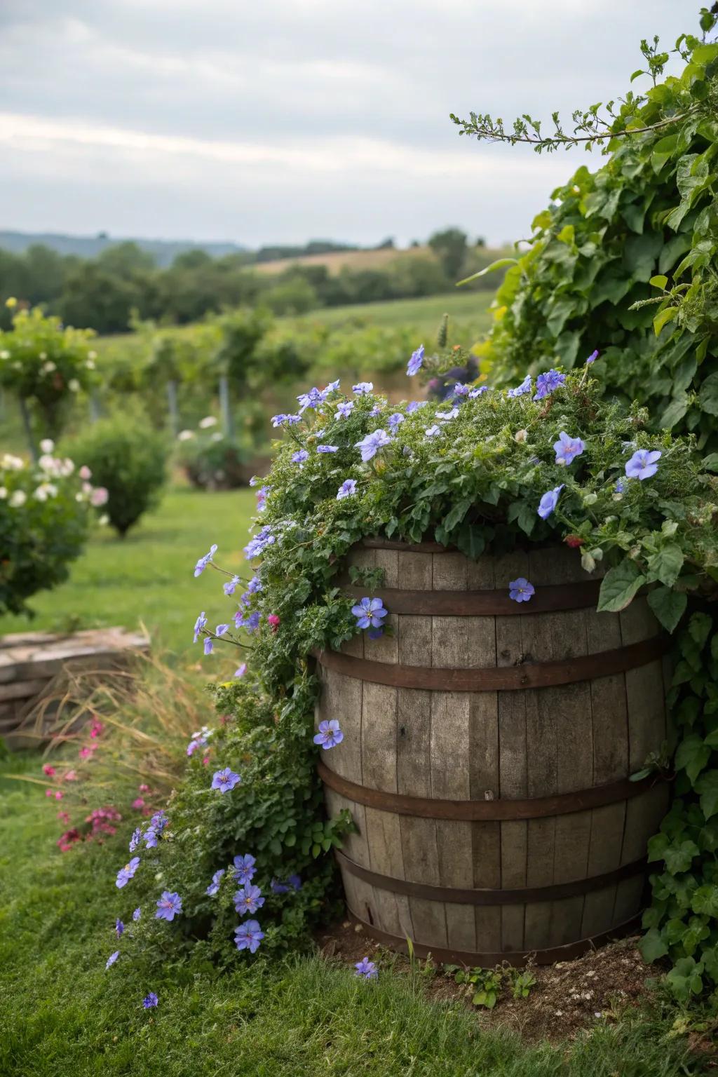 Charming starflower offering year-round appeal in an oak barrel.