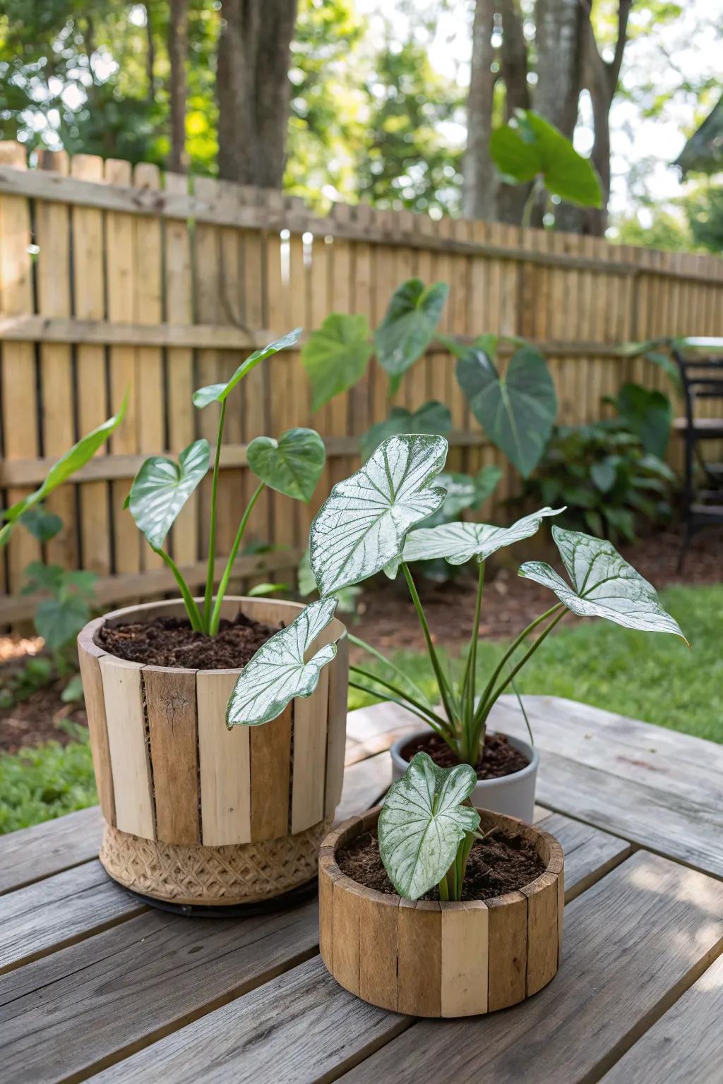 Raw timber containers contribute countryside allure to kaleidoscope plant displays.