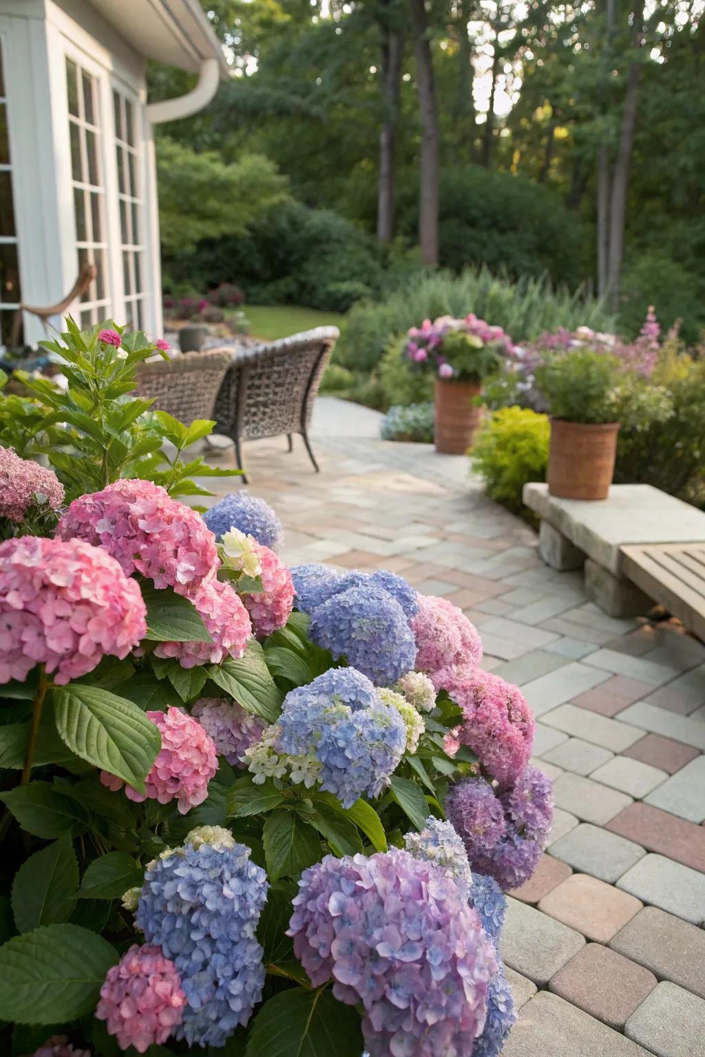 Colorful groupings of hydrangeas composing a lively backyard exhibition.