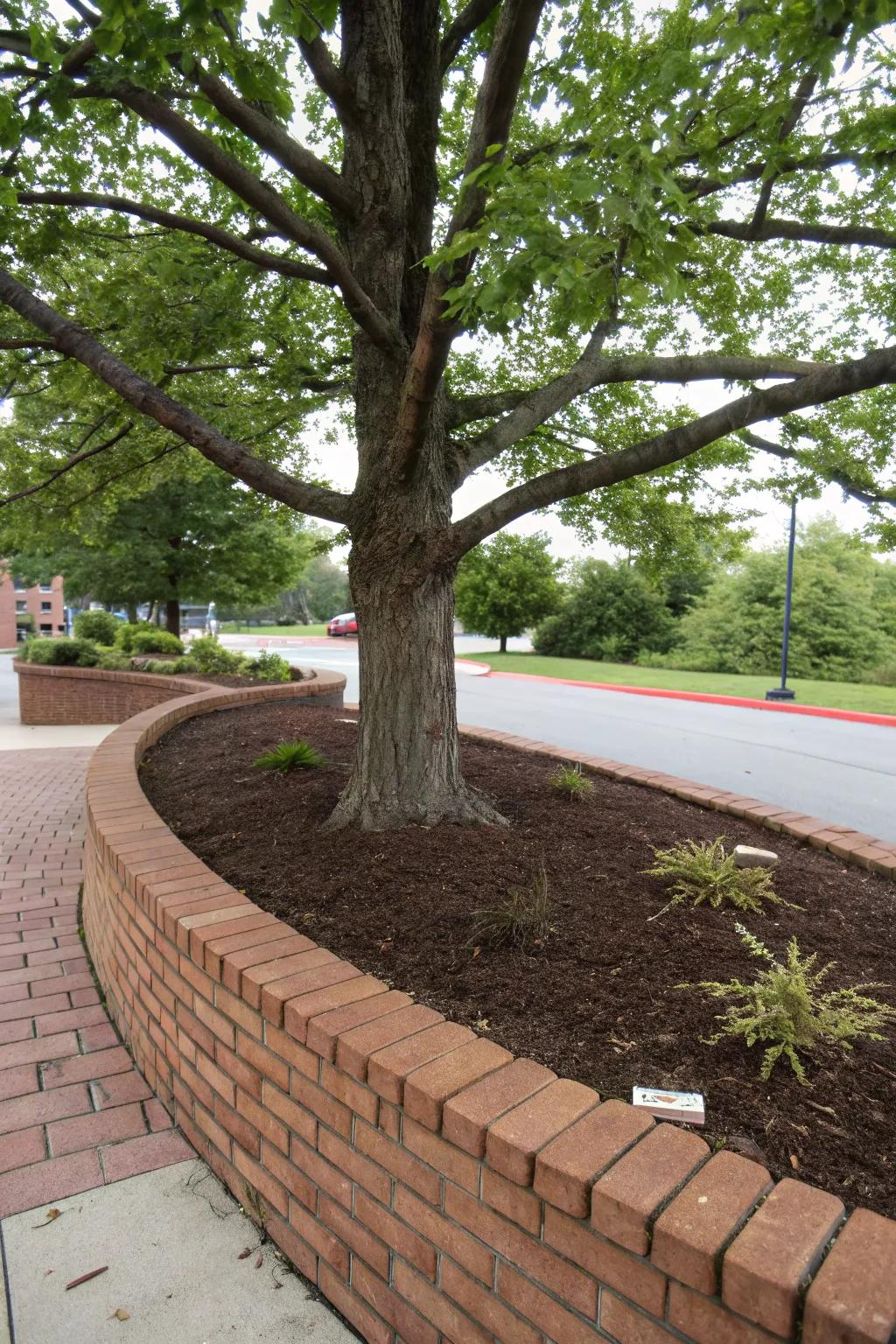 Brick or rock bordering furnishes a sharp, distinct boundary for trees.