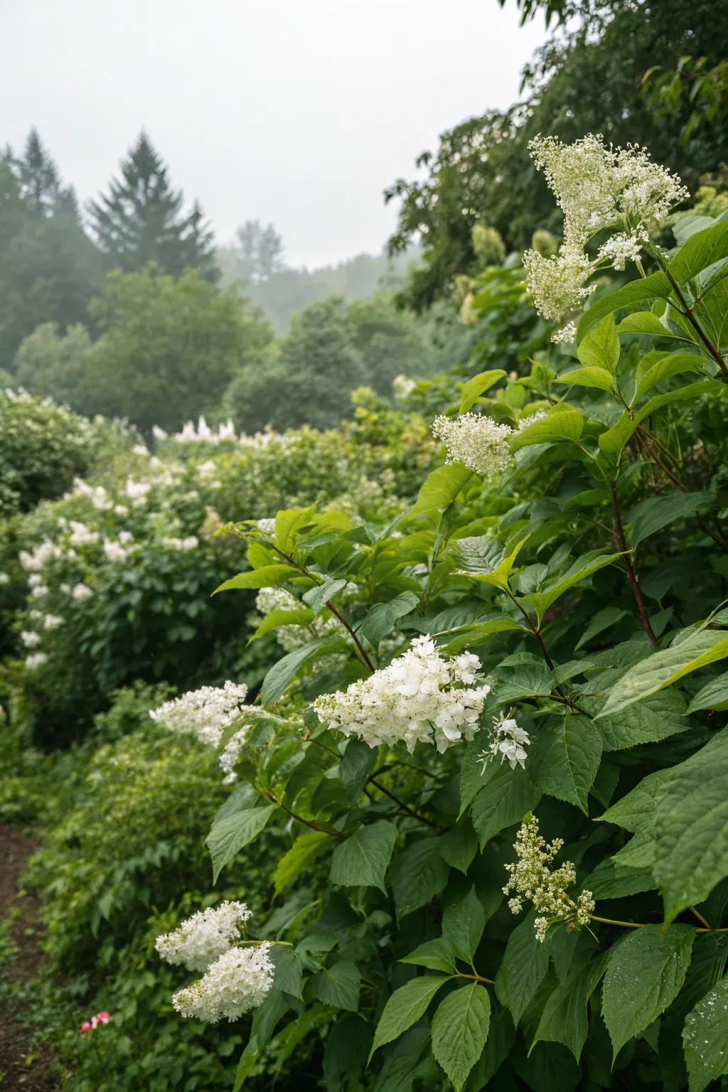 Green foliage backdrops highlight white blooms.