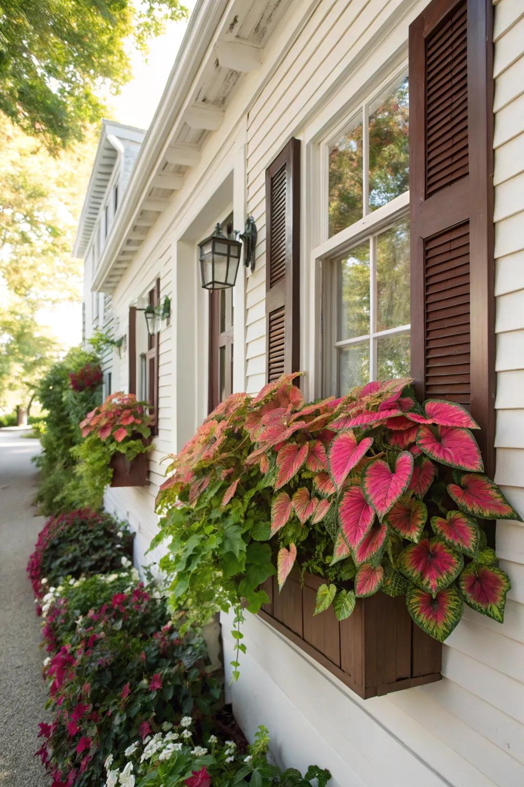 Window boxes featuring kaleidoscope plants contribute curb appeal to your residence.