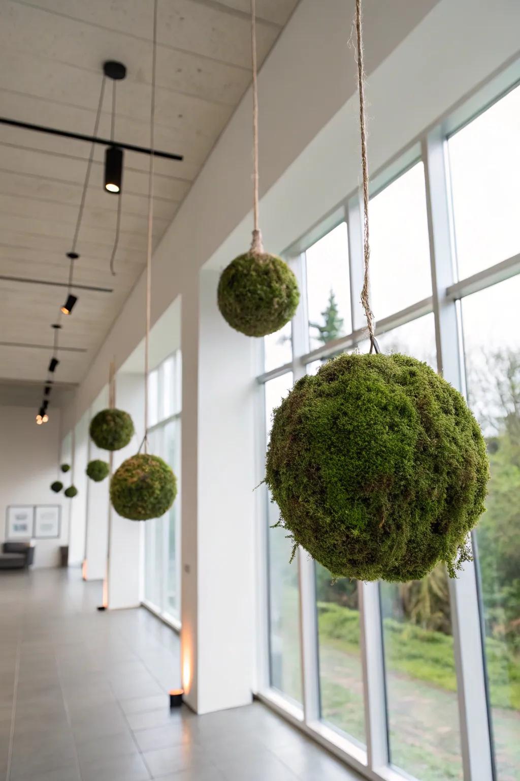 Moss bundles providing a distinct and artistic element.