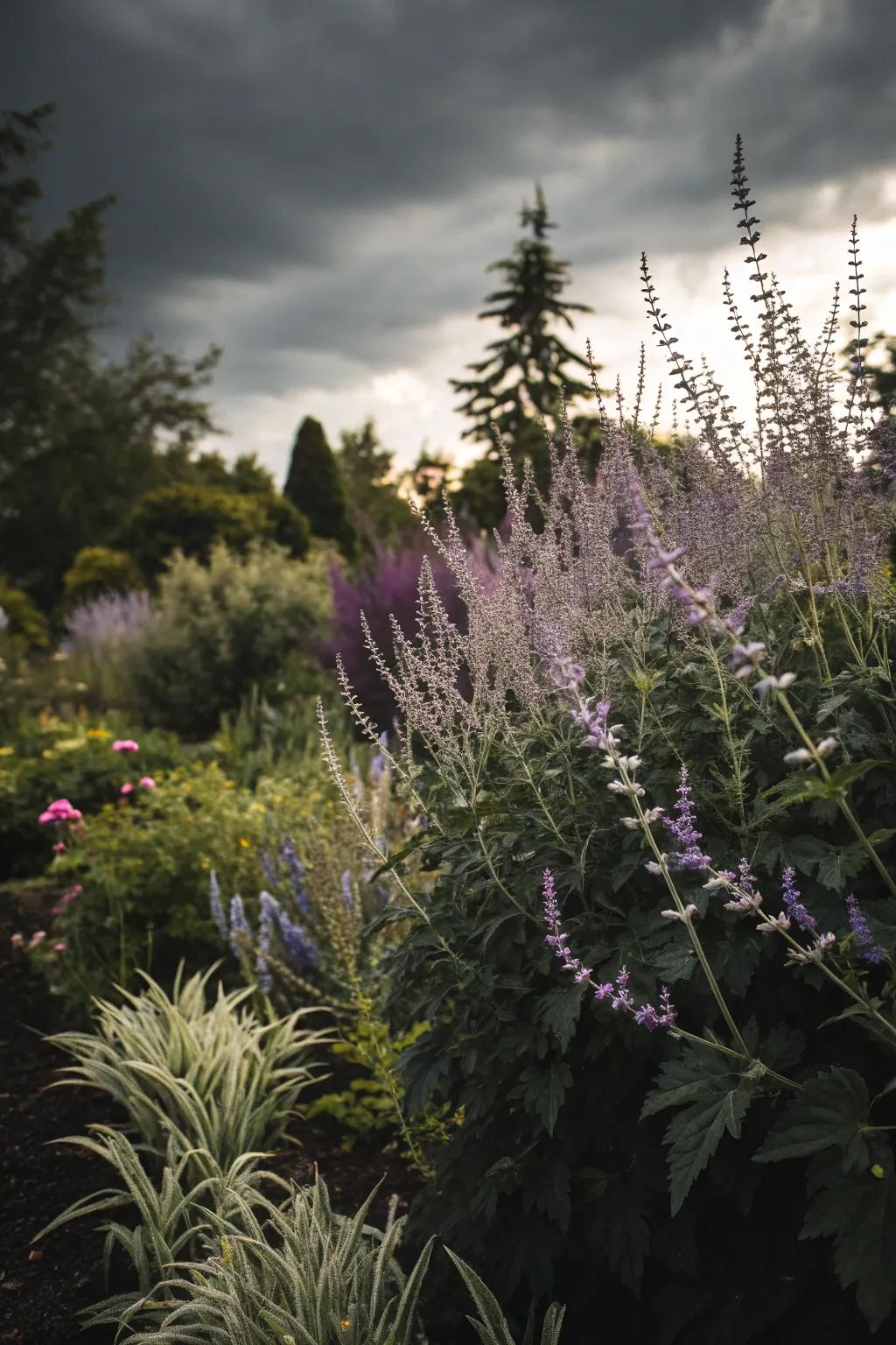 A moody garden featuring 'Silver Whisper' and deep greenery.