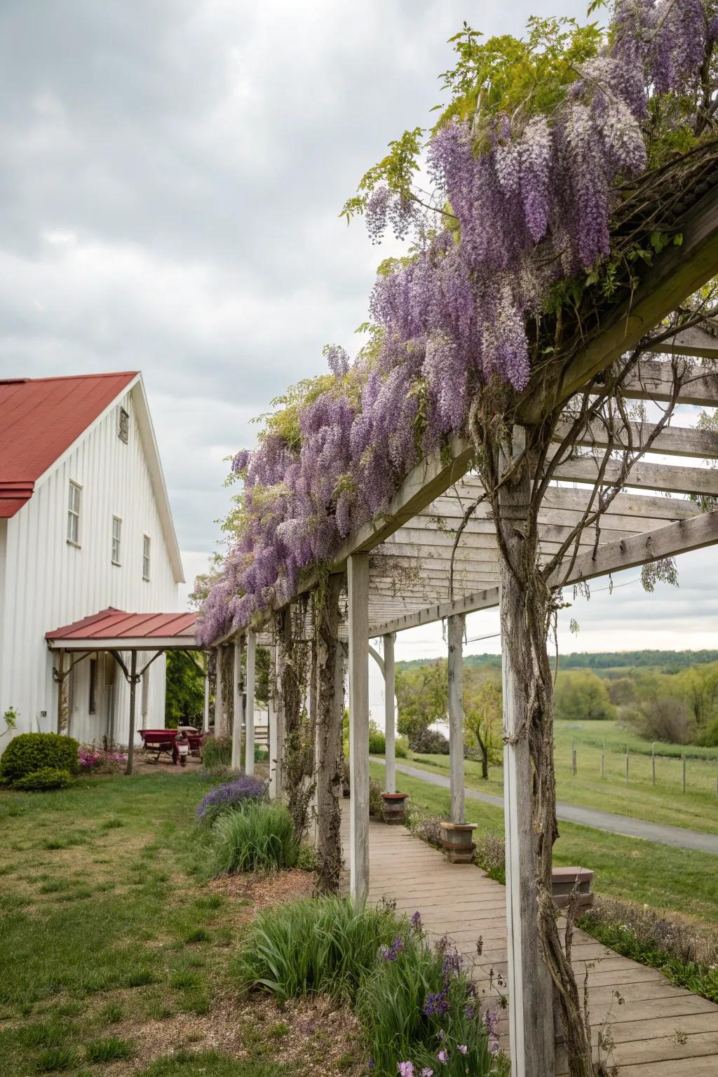 A pergola with climbers fashioning a shaded sanctuary.