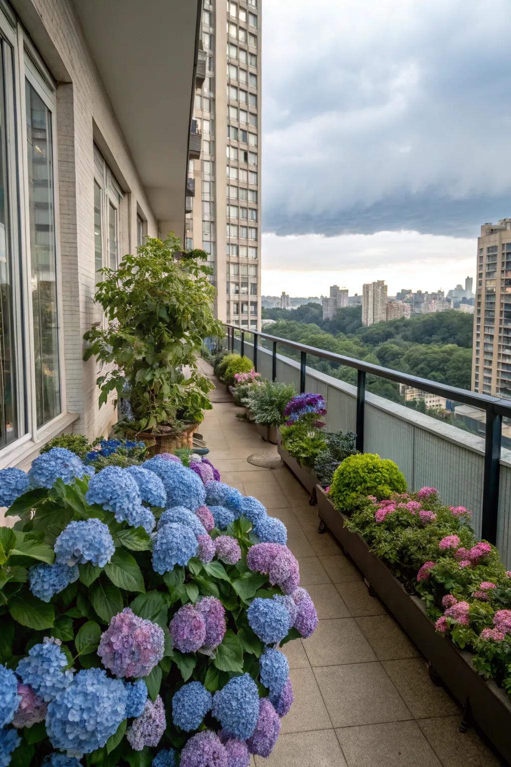 Metropolitan terrace evolved into an opulent sanctuary with hydrangeas.