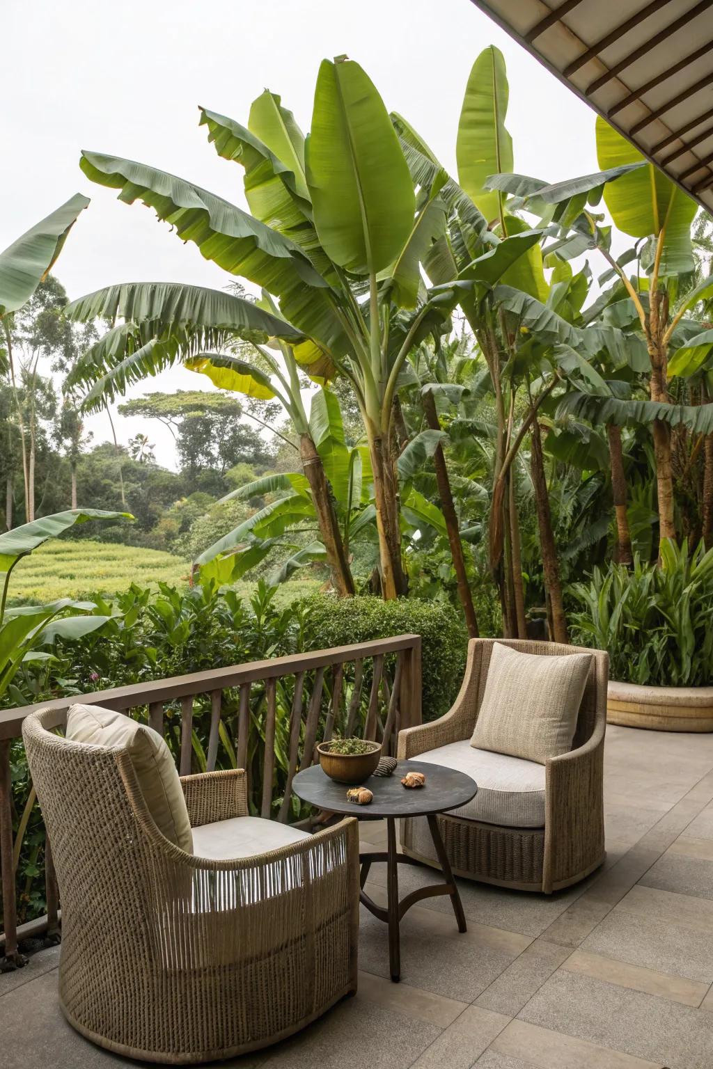 Host gatherings in a tropical gathering spot with banana trees.