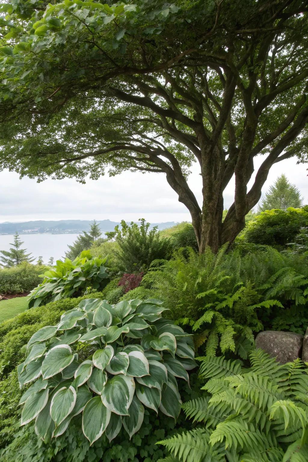 Shade-affectionate plants like hostas craft a lush setting beneath this tree.