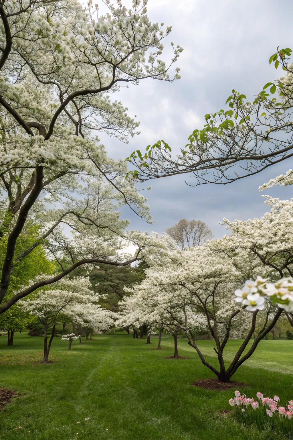 Pale flowering woods provide seasonal beauty and structure.