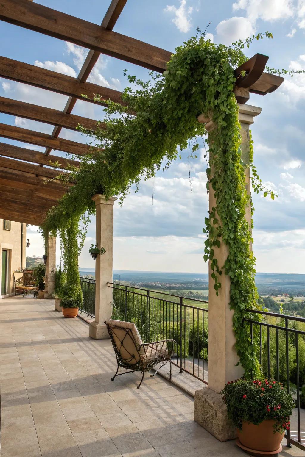 An attractive wooden pergola decorated with rich vines on a balcony.