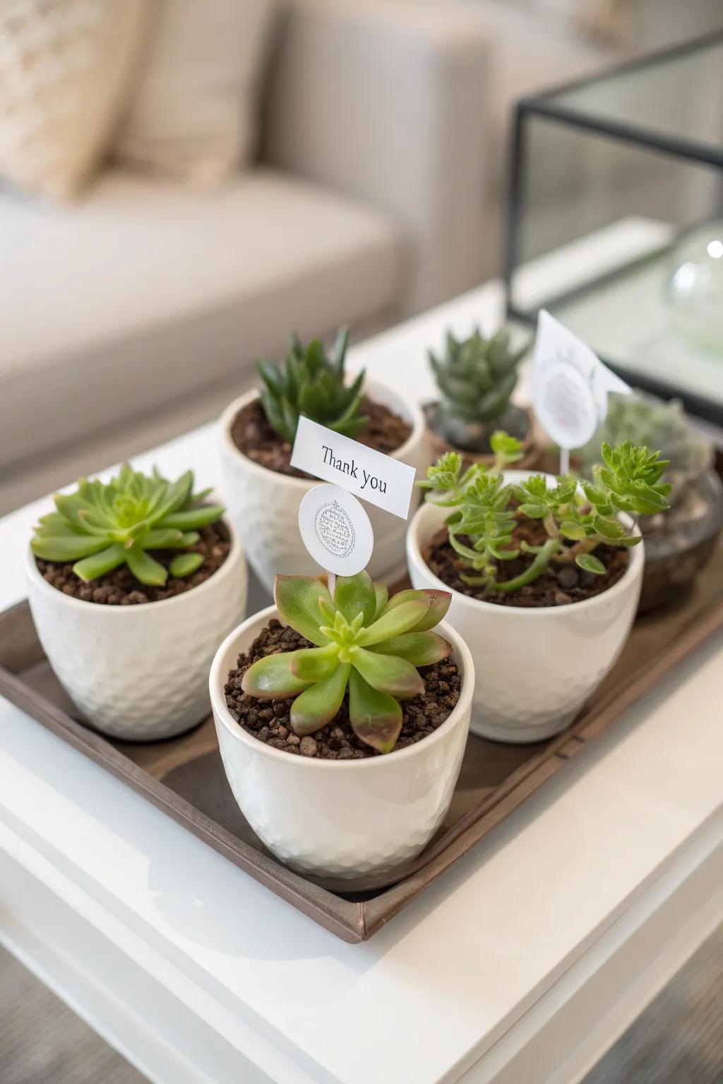 Petite green gems infusing spaces with vibrancy and allure.