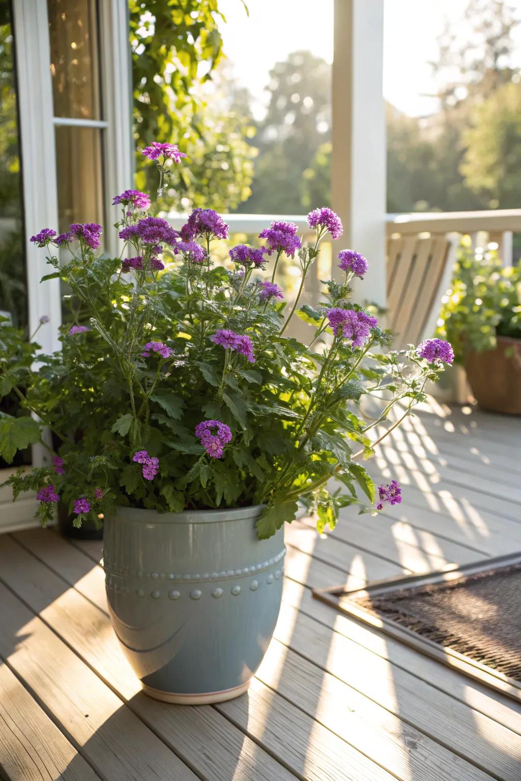 Flowercluster thriving on a sun-kissed porch.