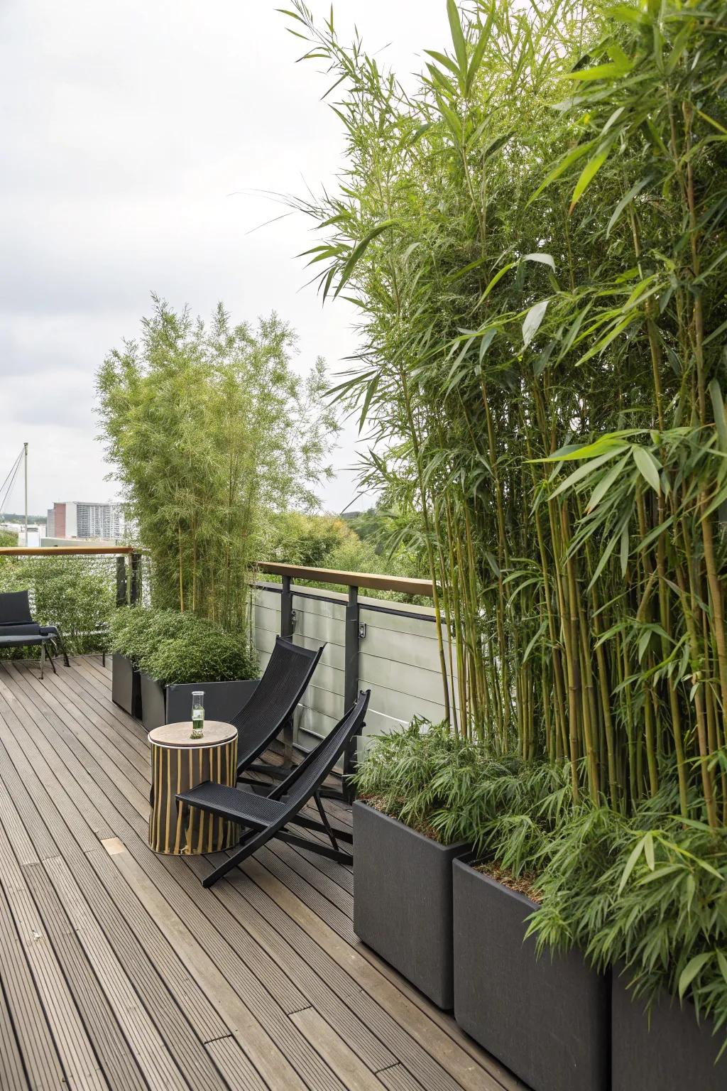Lofty bamboo vegetation in containers presents natural seclusion on a deck.