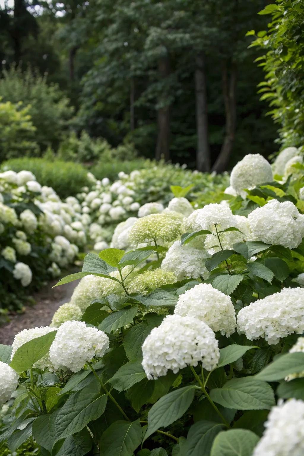 Pale hydrangeas enrich any garden arrangement with their lavish presence.
