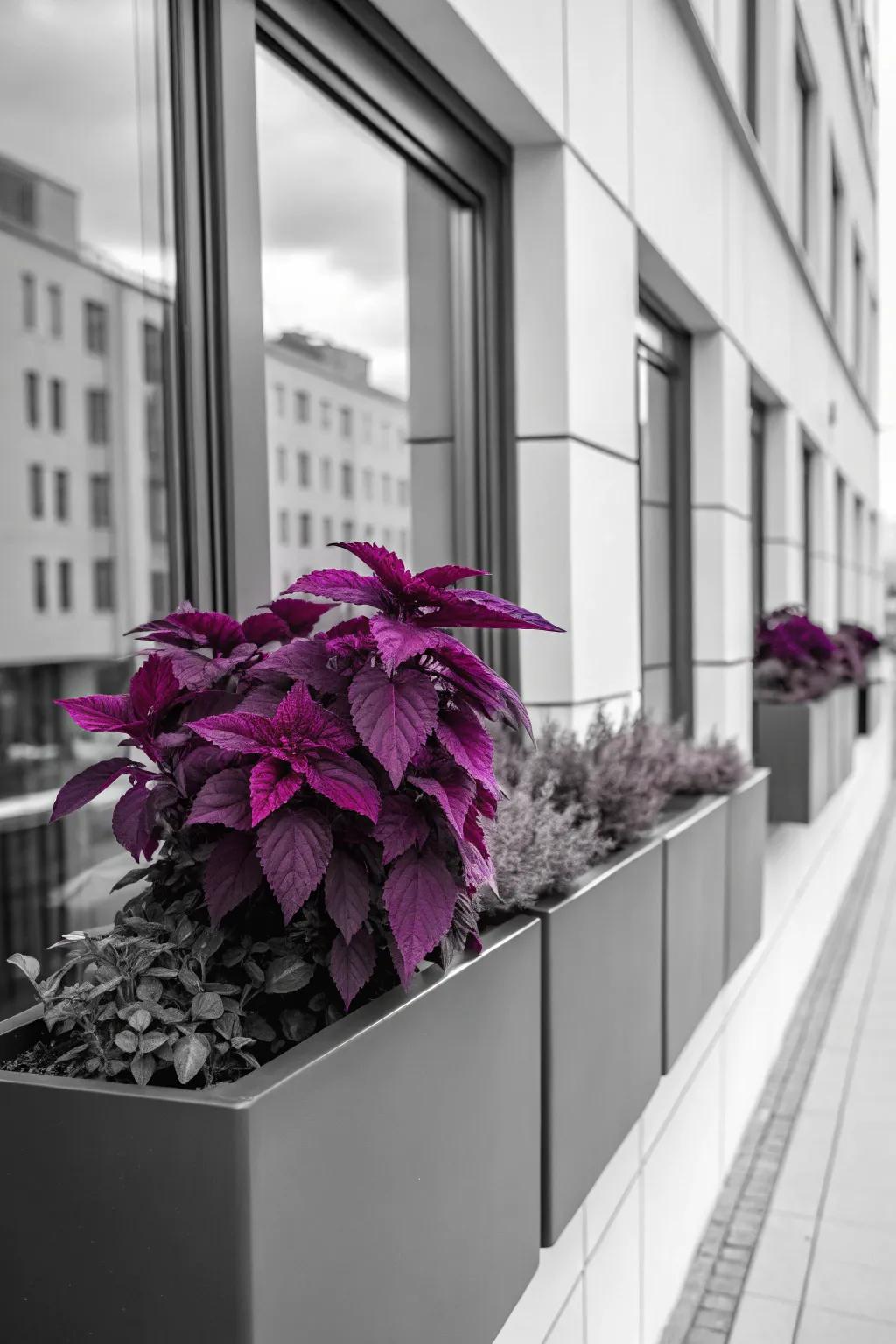 Monochromatic violet 'Spectrum Leaf' plants provide a sophisticated and contemporary vibe.