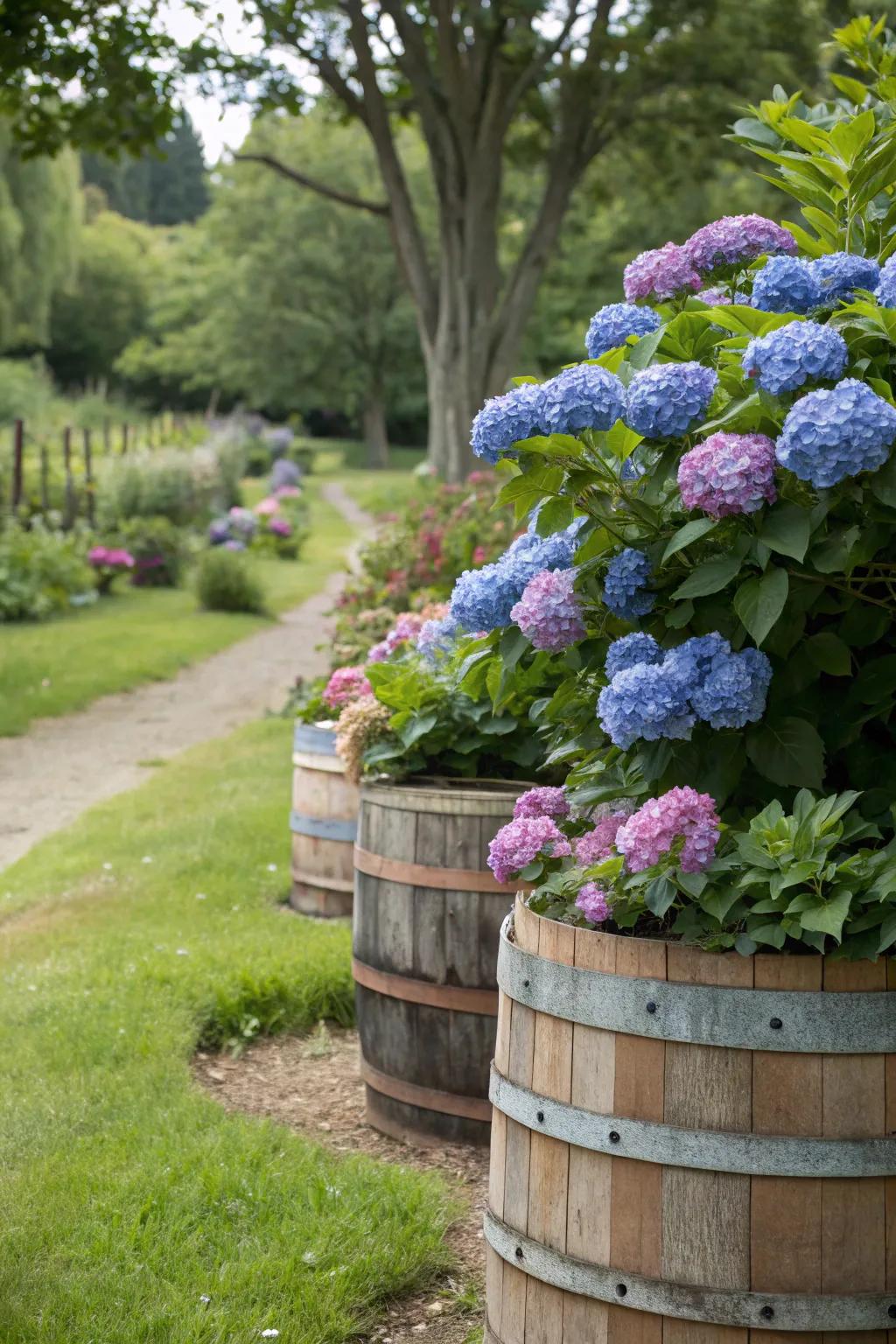 Charming timber barrels acting as rustic containers for hydrangeas in a garden setting.