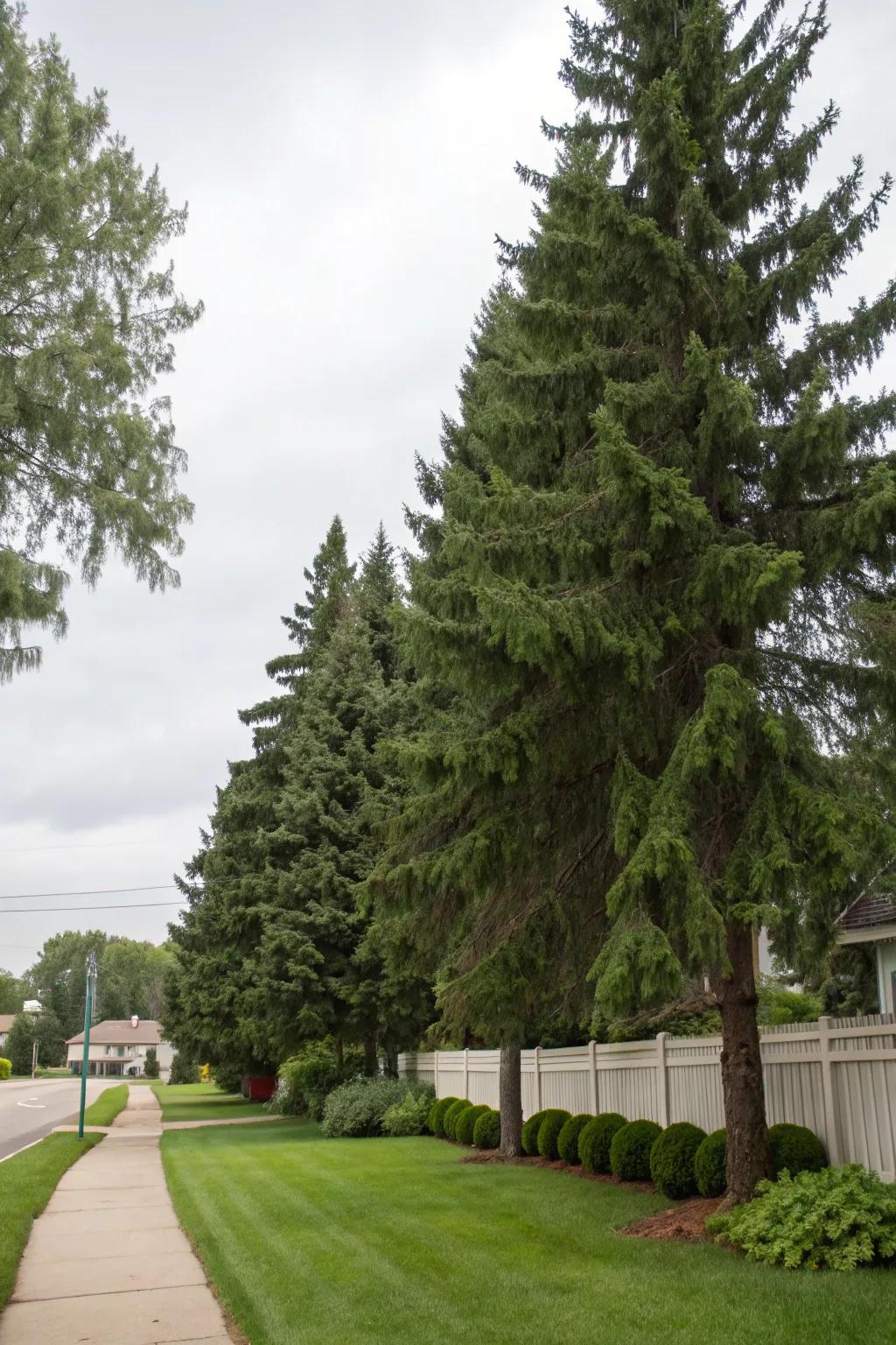 Perennial arbors delineating property edges.