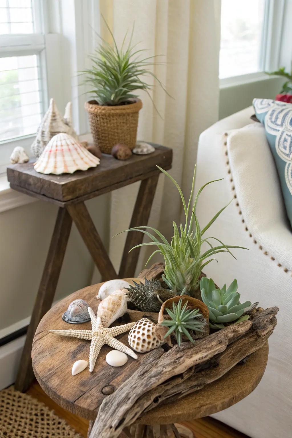 Air plants nestled in driftwood pieces.