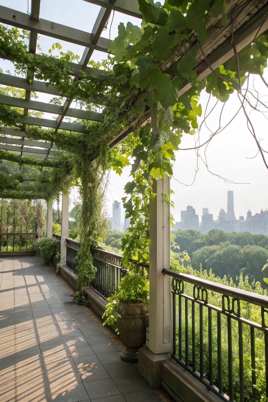 A rich green balcony with trellises filled with climbing plants.