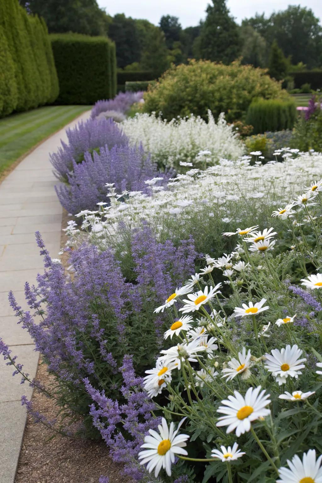 A timeless garden display featuring 'Silver Whisper' and classic snowdrop daisies.