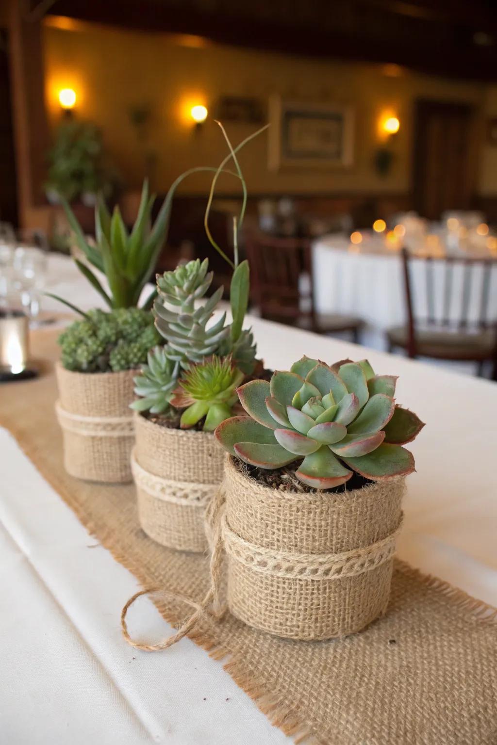 Succulents nestled in burlap containers radiate a rustic charm.