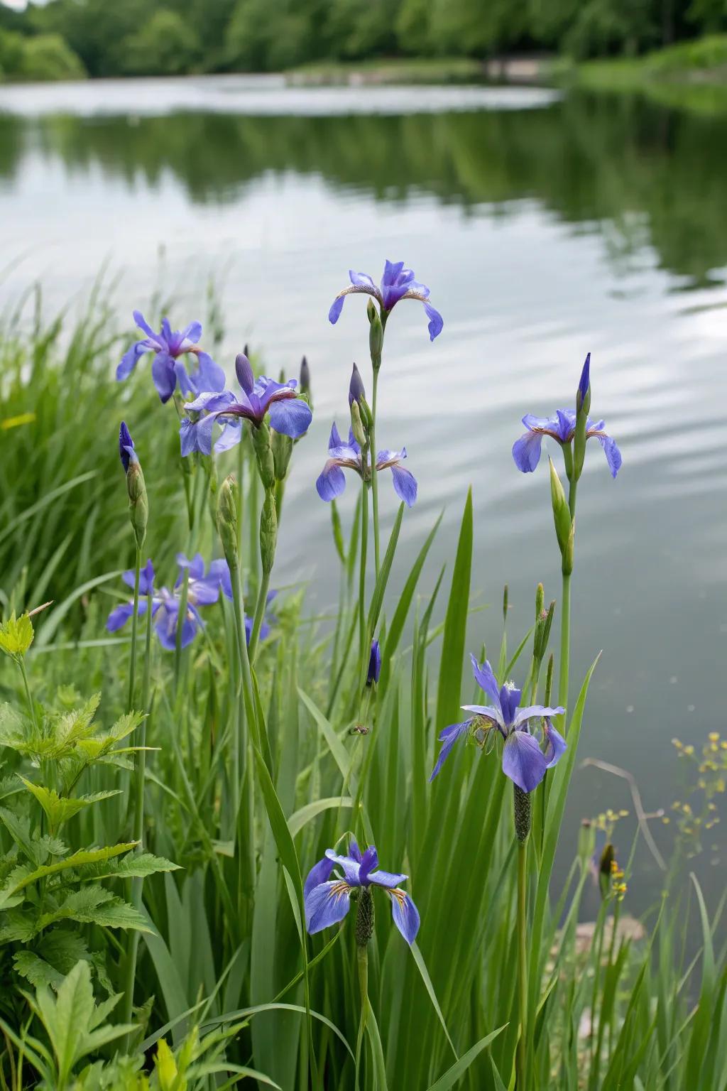 Azure Iris delivers beauty and a splash of color to the water's frontier.
