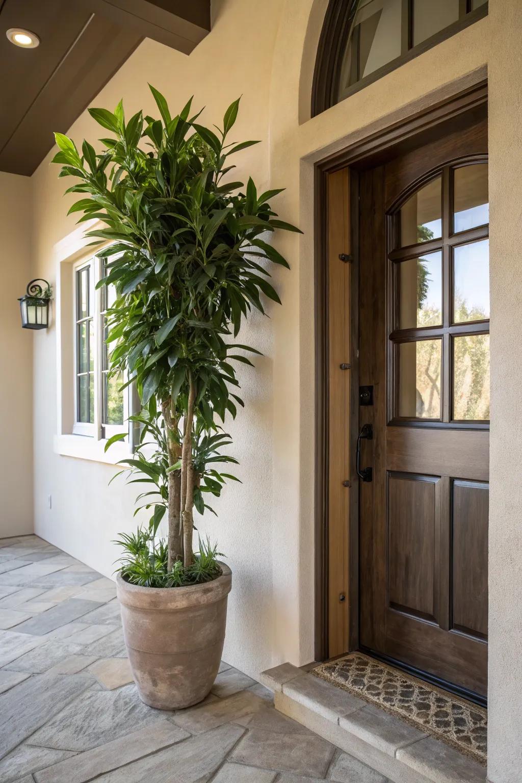 Plants contribute a natural and lively element to the entryway.