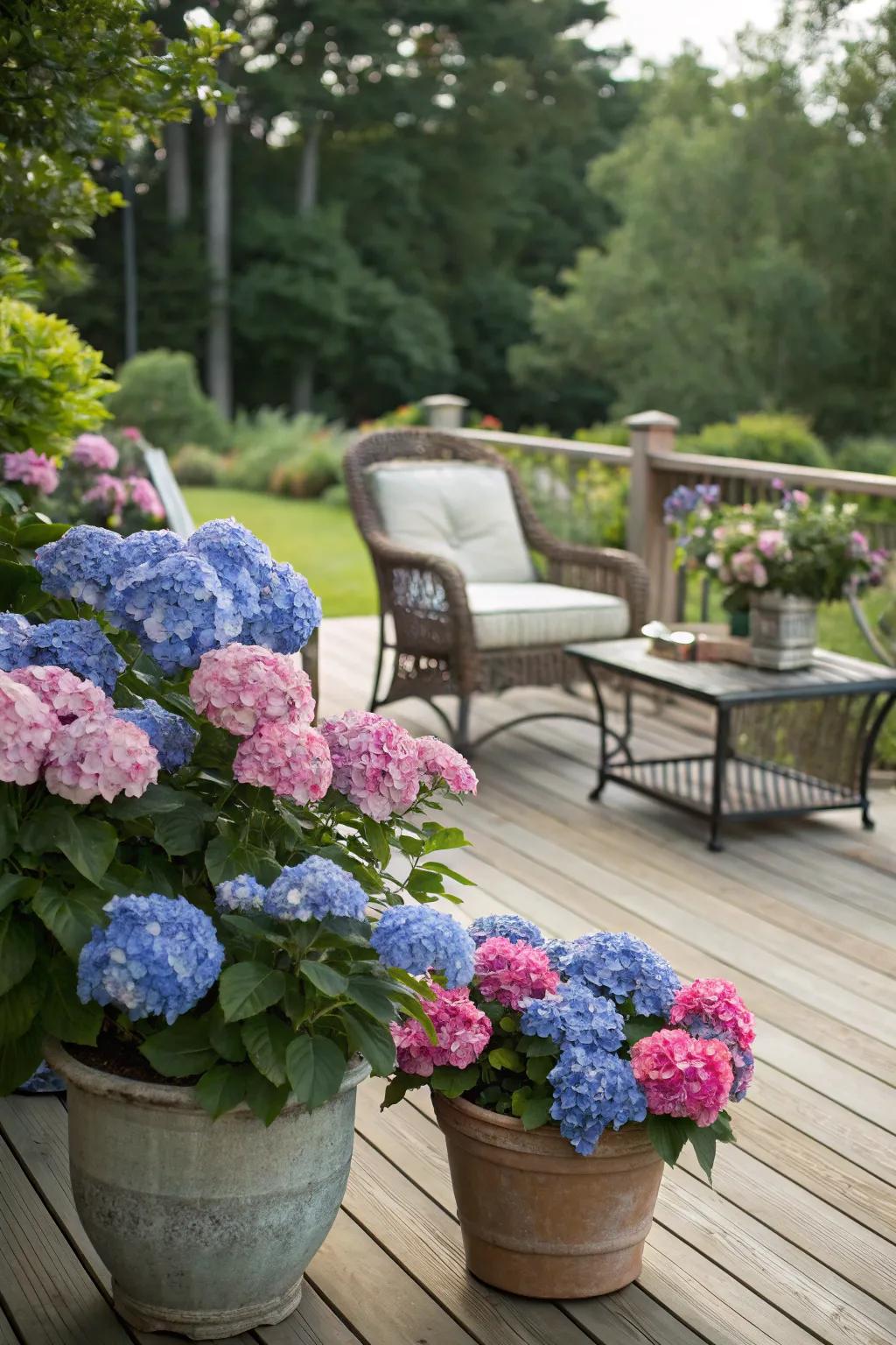Hydrangeas in pots amplifying the calm of a timber patio complete with seating.