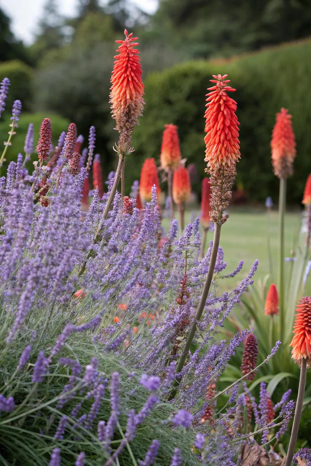 A dramatic garden duo featuring 'Silver Whisper' with striking fiery torches.