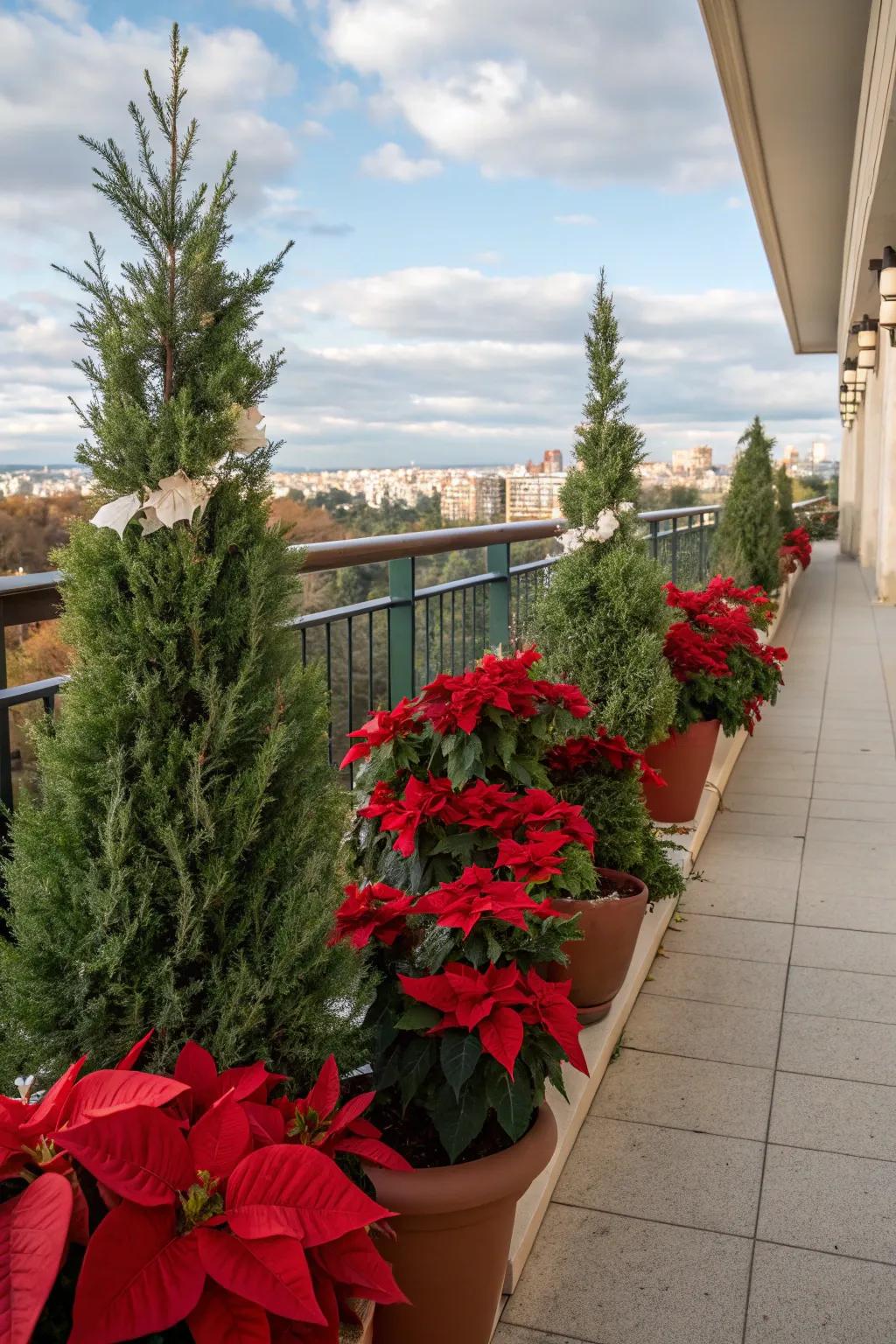 Euphorbias convey vivid holiday color to this terrace.