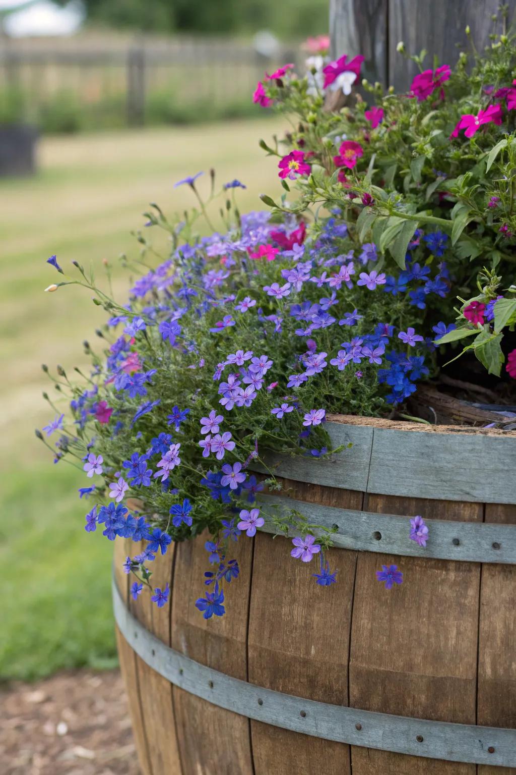 Whimsical Starflower overflowing a oak barrel planter.