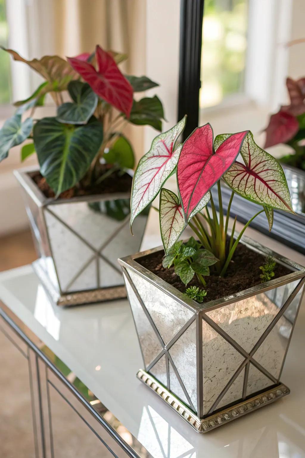 Reflective planters magnify the allure of kaleidoscope plants.