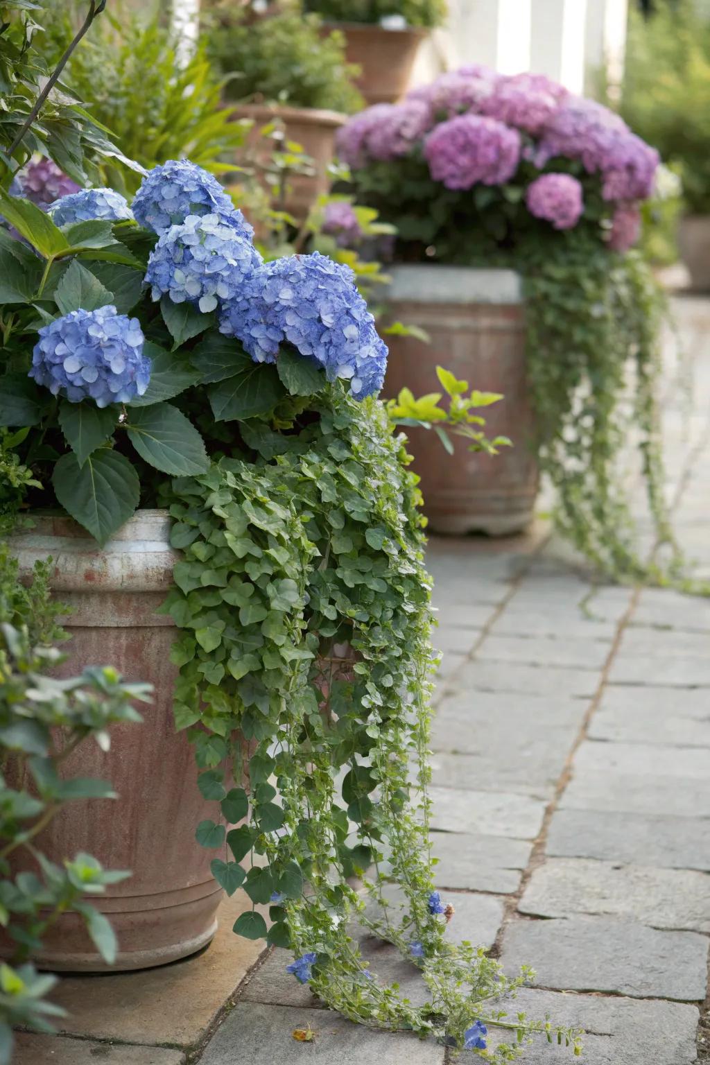Hydrangeas harmonized with cascading greenery for an opulent mixed pot display.