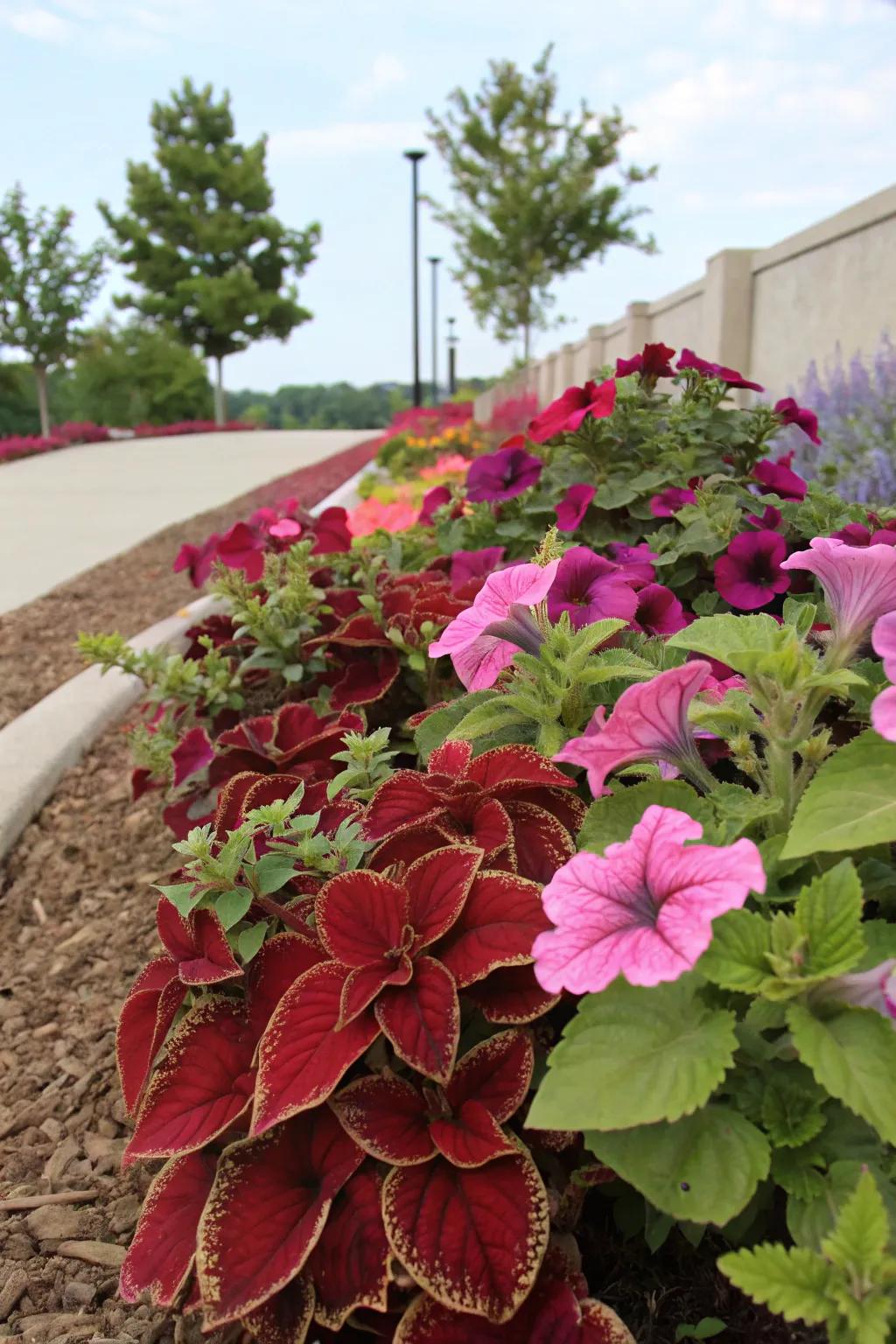 Coleus infuses a striking foliage contrast to blooming petunias.