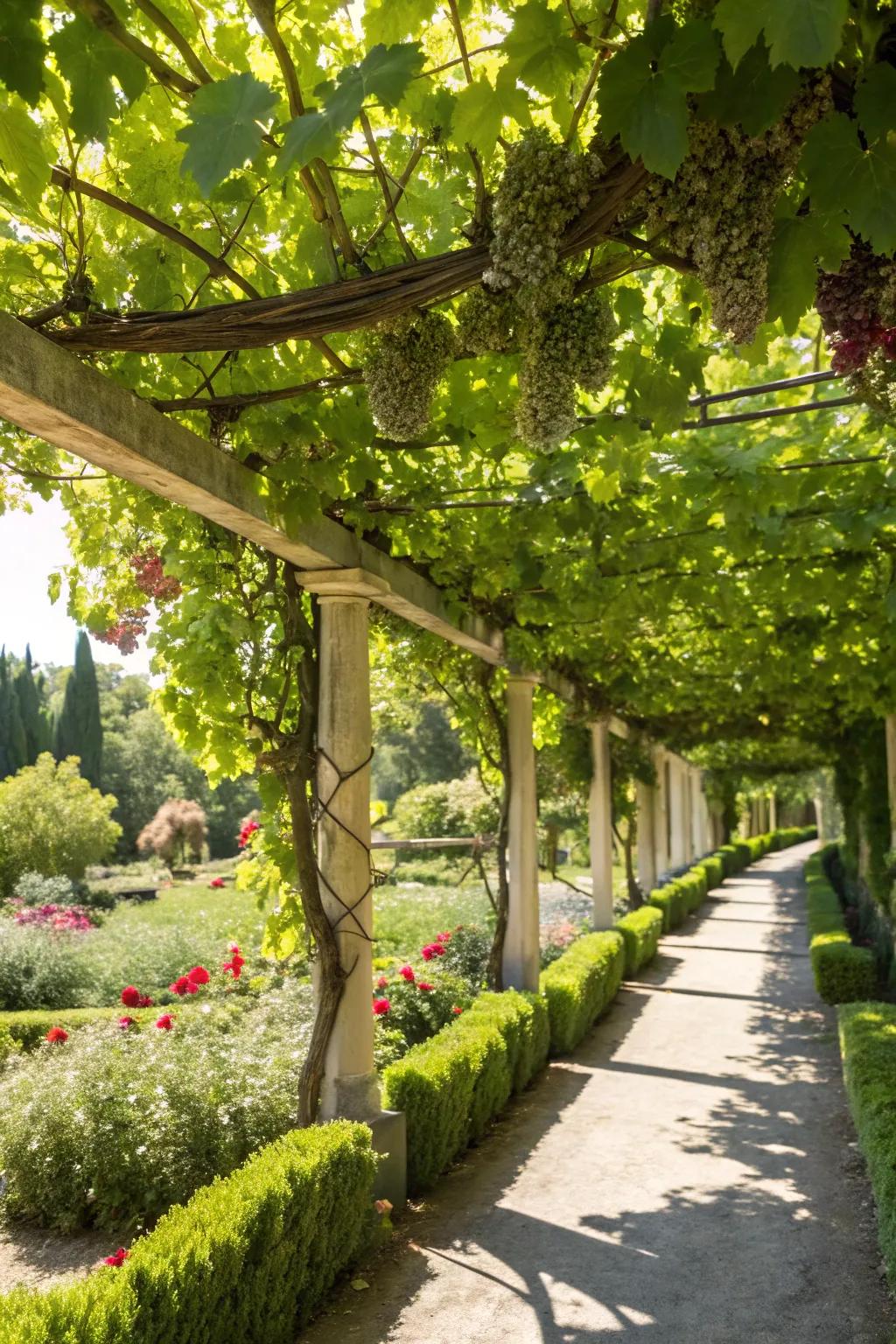 A grapevine-covered arbor advertising a cool garden withdraw.