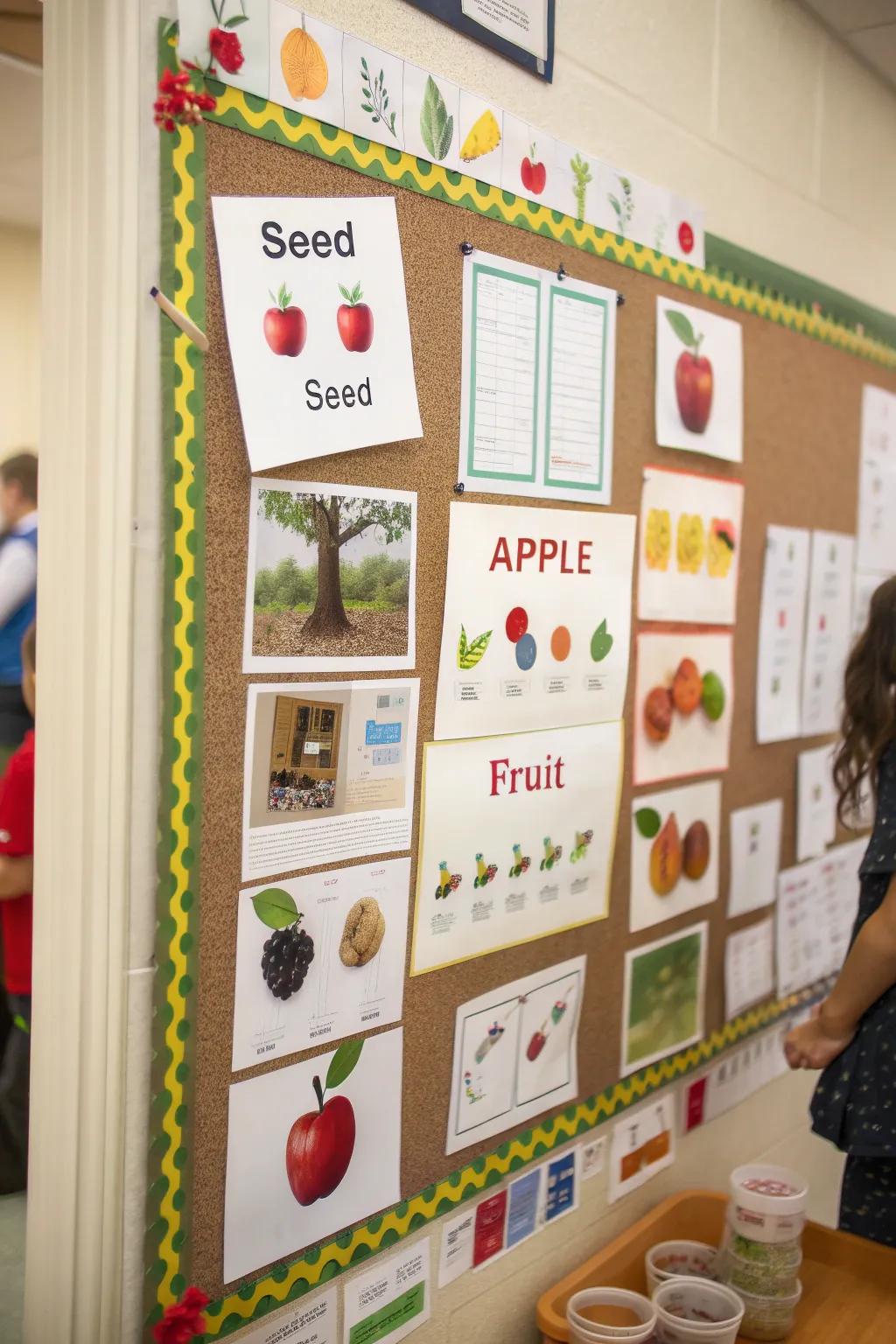 Learn growth stages with an apple life cycle display.