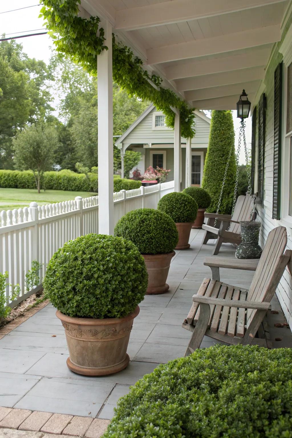 Receptacle evergreen bushes furnishing a traditional and modifiable seclusion solution.
